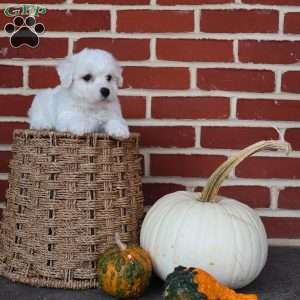 Blessing, Bichon Frise Puppy